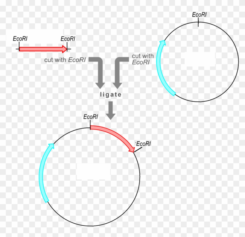 The Vector Already Contains A Selectable Marker Gene - Insert Fragment Into Plasmid Clipart #242875