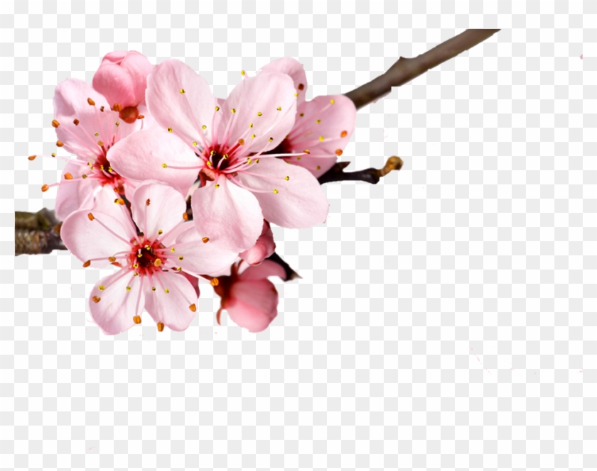 Cherry Blossom Flower Petal Clipart #242876