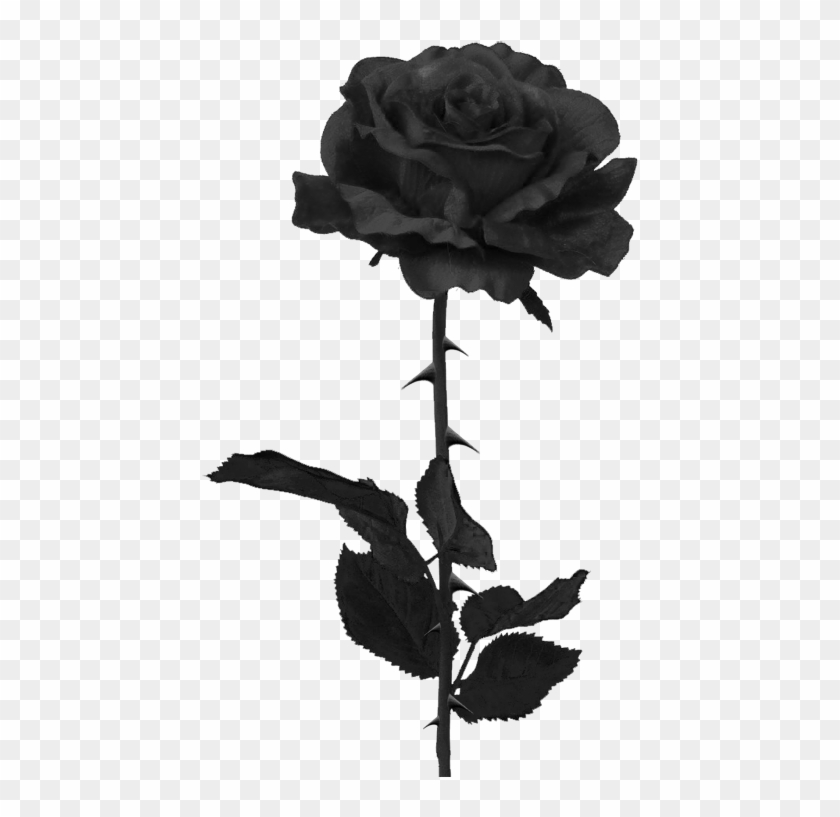 More Like Black Rose Png By Pixasso79-stock - Black Rose Png Clipart #243162