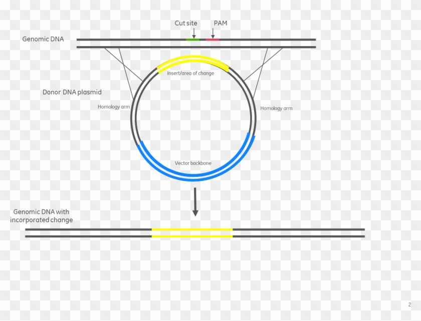 Donor Plasmid Assembly For Insertion Of A Fluorescence - Homologous Recombination Donor Plasmid Clipart