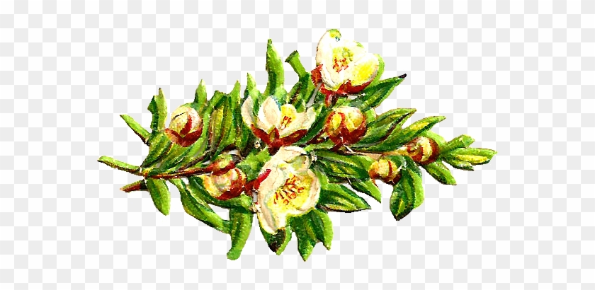 Free Digital Flower Clip Art - Clip Art - Png Download