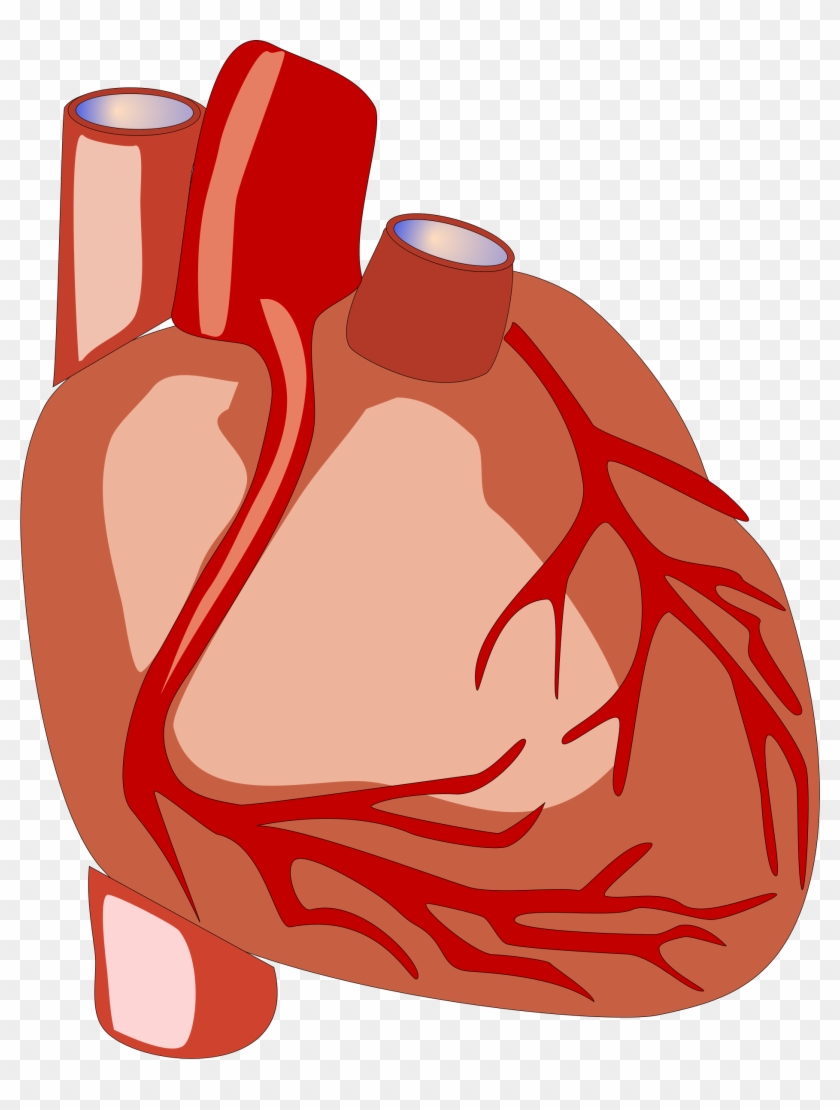 Human Heart Vector File Image - Human Heart Clipart - Png Download #244041