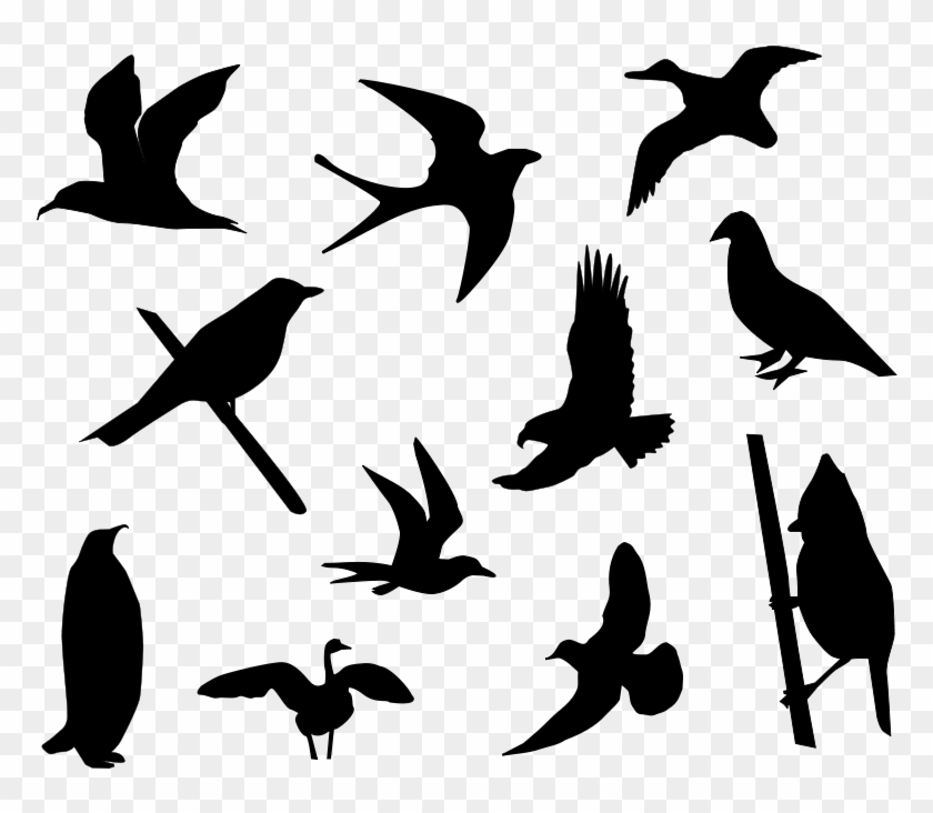 Birds Silhouette Free Vector - Bird Vector Silhouette Png Clipart #246713