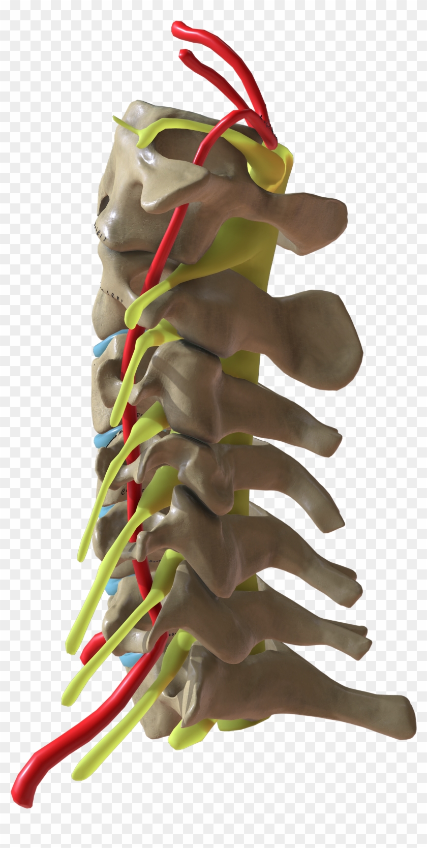 Cervical Spine Side View - Toy Clipart #247340