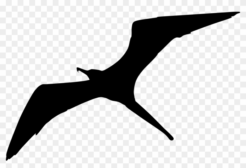 At Getdrawings Com Free For Personal Use - Frigate Bird Clipart - Png Download #247826