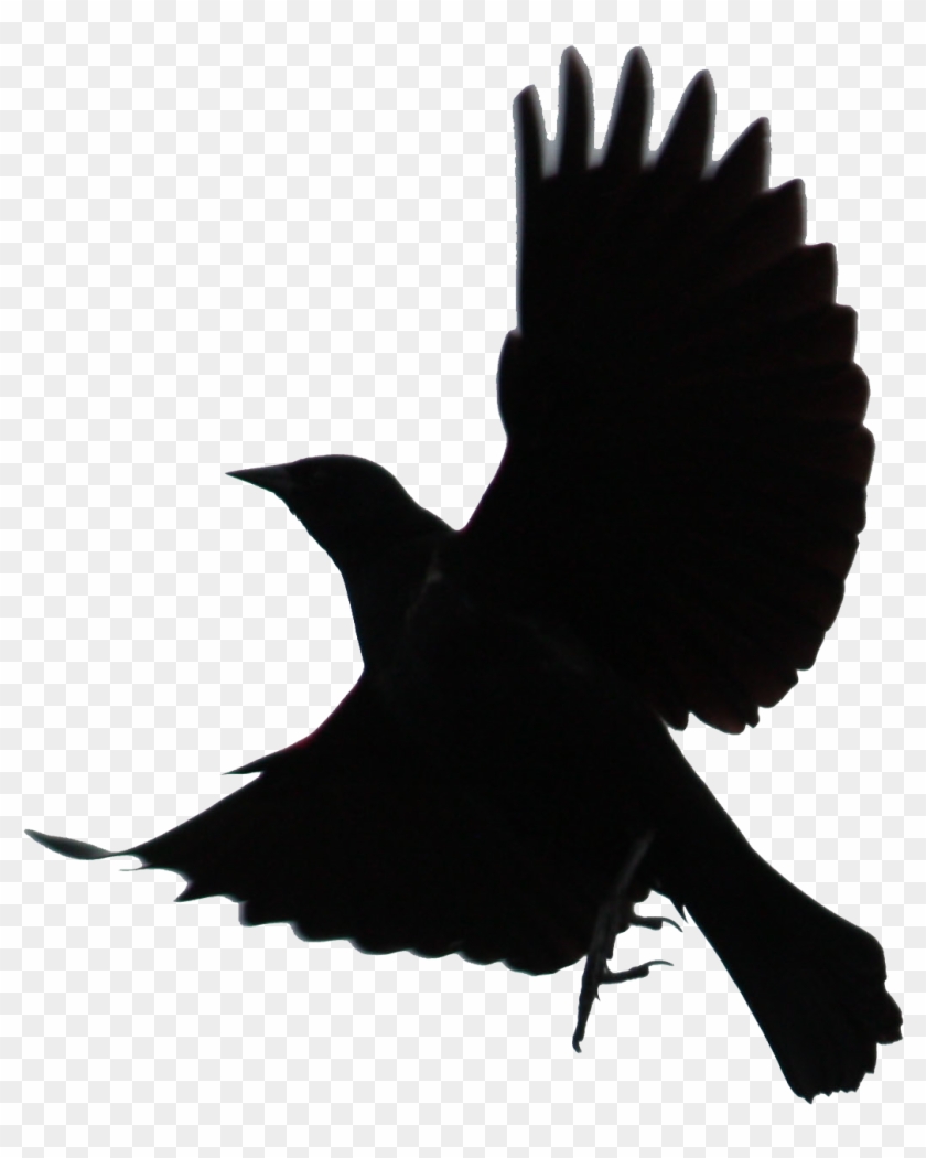 Black Bird Png - Flying Black Bird Clipart Transparent Png #248013