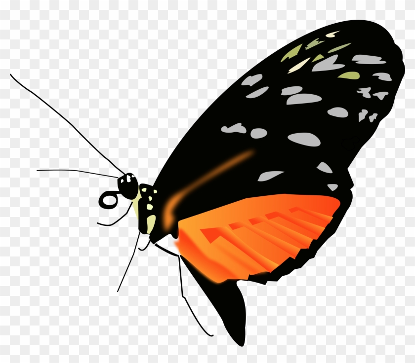 Big Image - Butterfly Hd Images Png Clipart #248104