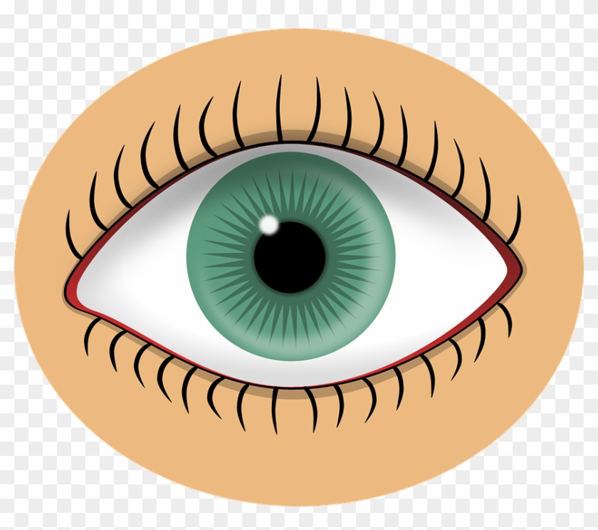 Eyeball Clipart Sight Senses - Eye Clipart - Png Download