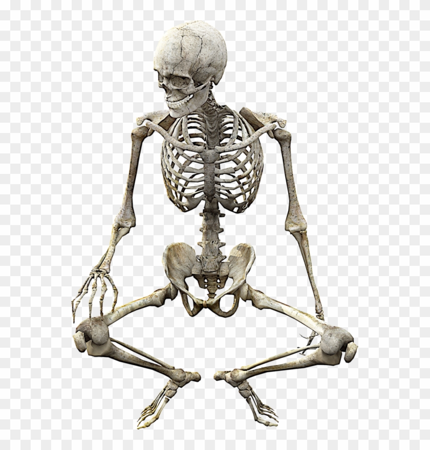 Skeleton Skull Vertebrate Anatomy Human Bone Clipart - Anatomia De Osea - Png Download