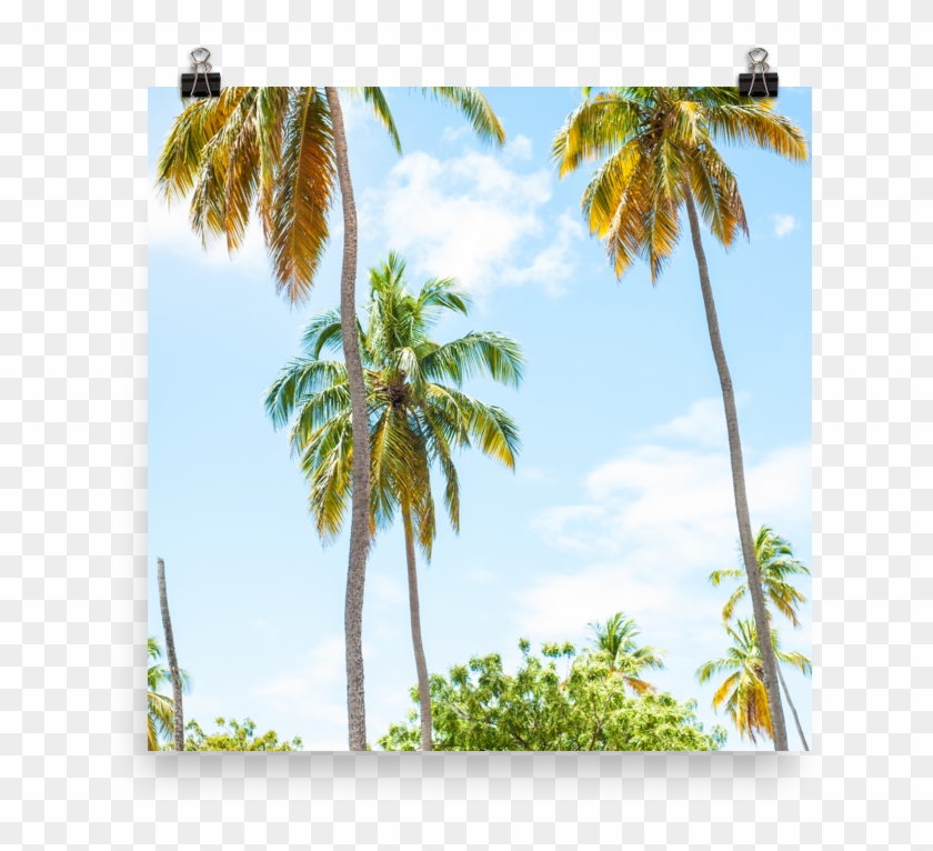 Attalea Speciosa Clipart