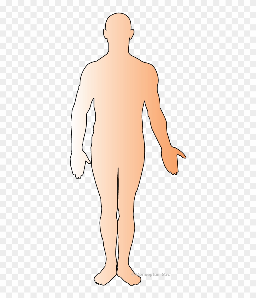 Human Body Outline Png - Human Body Outline Clipart
