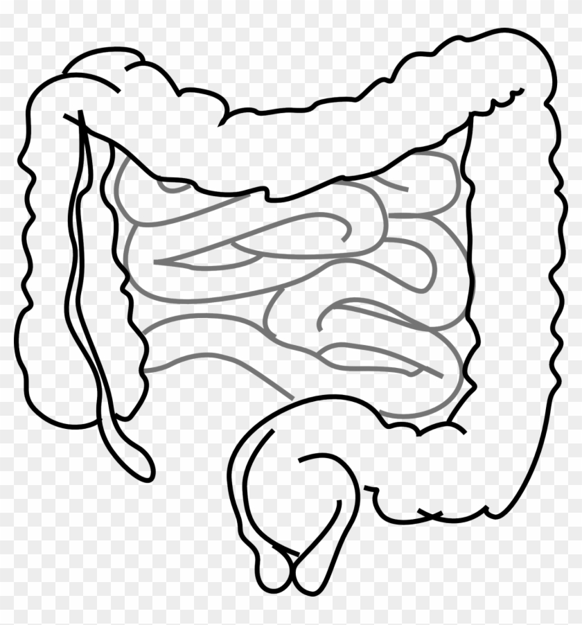 Study Shows How Body Prevents Potentially Useful Bacteria - Drawing Of A Gut Clipart