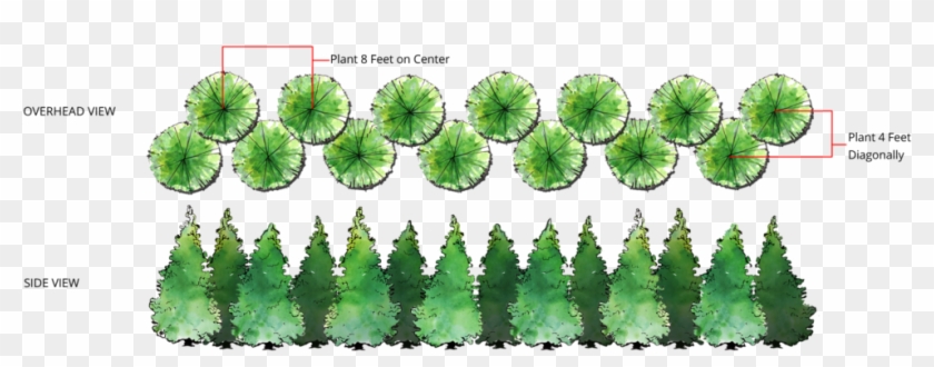 Thuja Green Giant Double Row Spacing - Thuja Green Giant Spacing Clipart #2401931