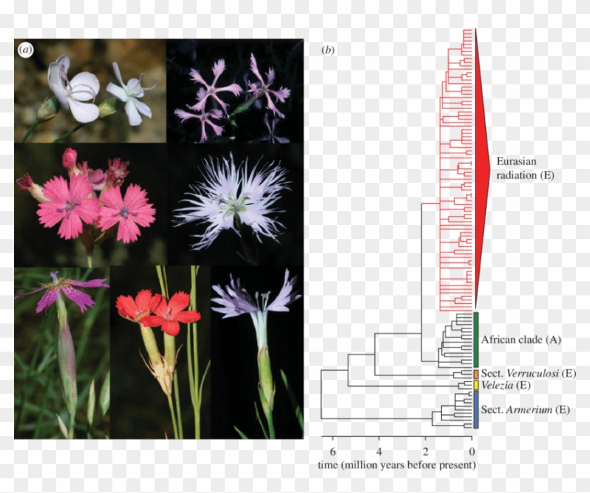 View Publication - Dianthus Clipart #2402029