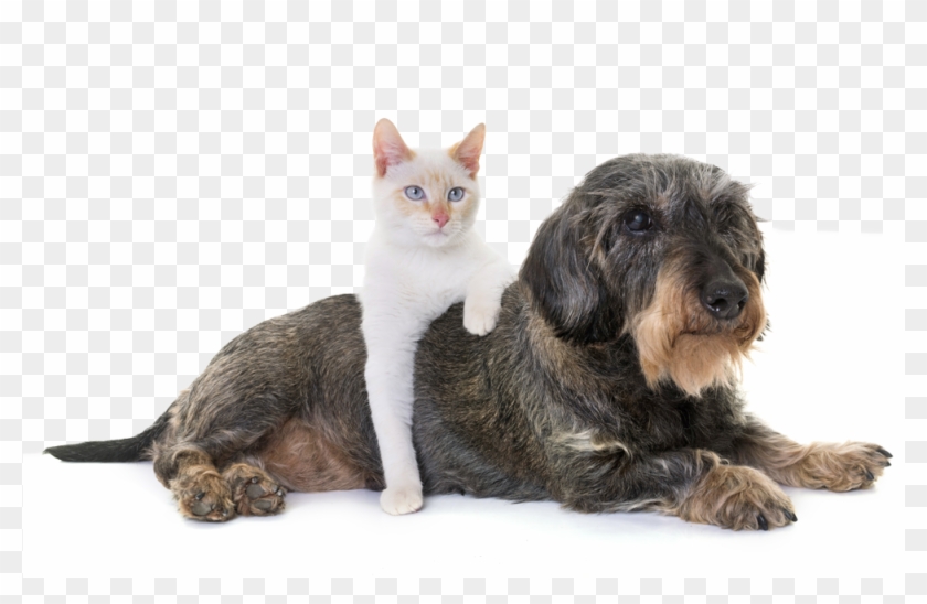 What Is Osteoarthritis - Domestic Short-haired Cat Clipart #2402054