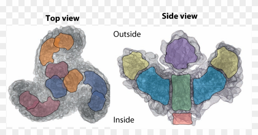 Research School Of Biology - Illustration Clipart #2402062