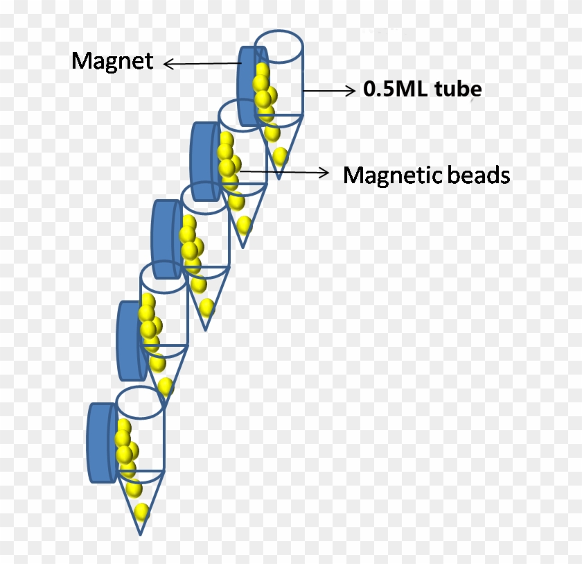 Magnetic Separator Clipart #2404585