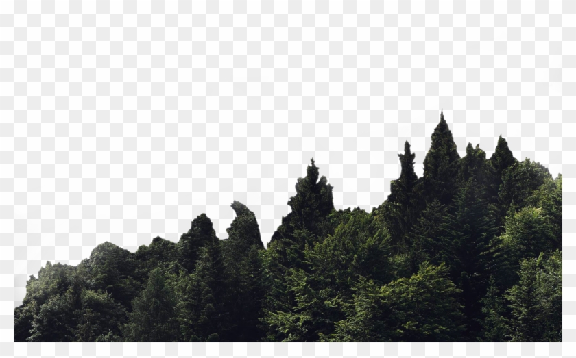 Bg Section 404 1 - Shortleaf Black Spruce Clipart