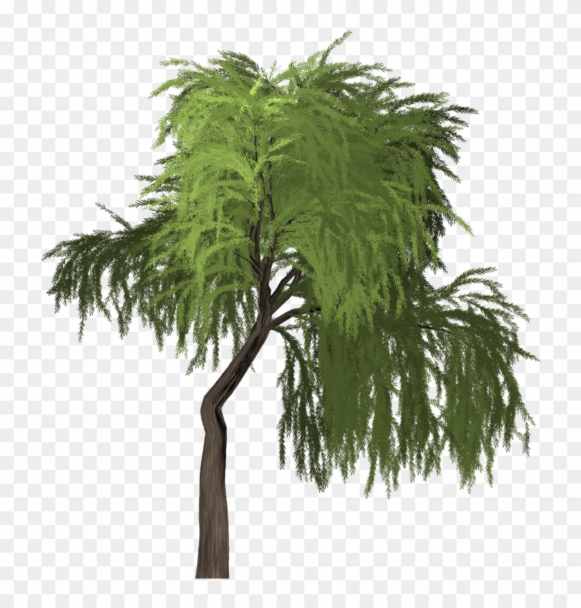 Willow Tree Green - 버드 나무 잎 Png Clipart