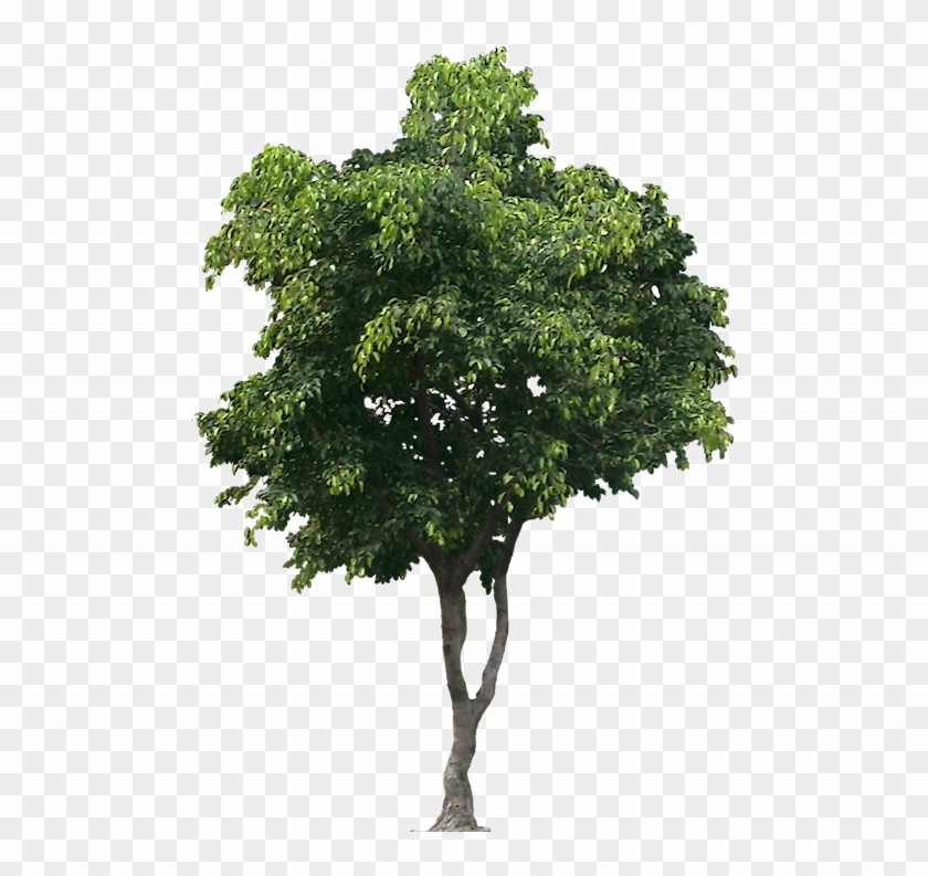 Tree Cut Out, Bamboo Tree, Trees To Plant, Shrubs, - Tree Png For Architect Clipart