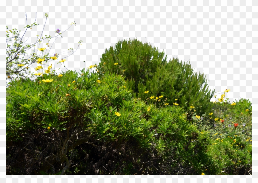 Ground Cover Wild Flowers Transparent Background - Ground Cover Plants Png Clipart #2405528