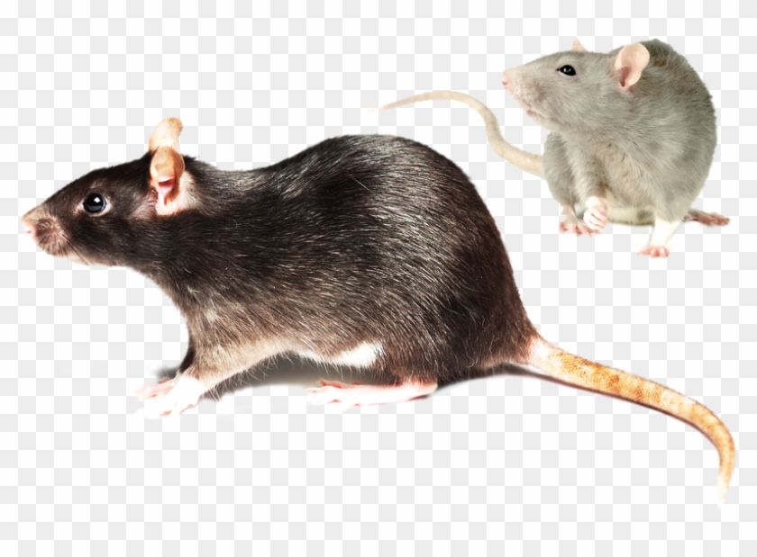 Do Not Wait To Call - Animales Que Propagan Enfermedades Clipart