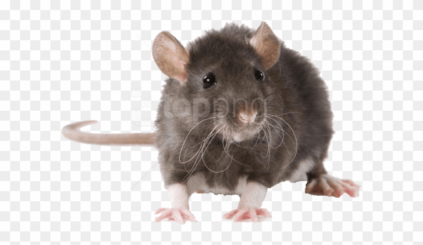 Free Png Download Mouse Free Pictures Png Images Background - Rat Rodent Clipart