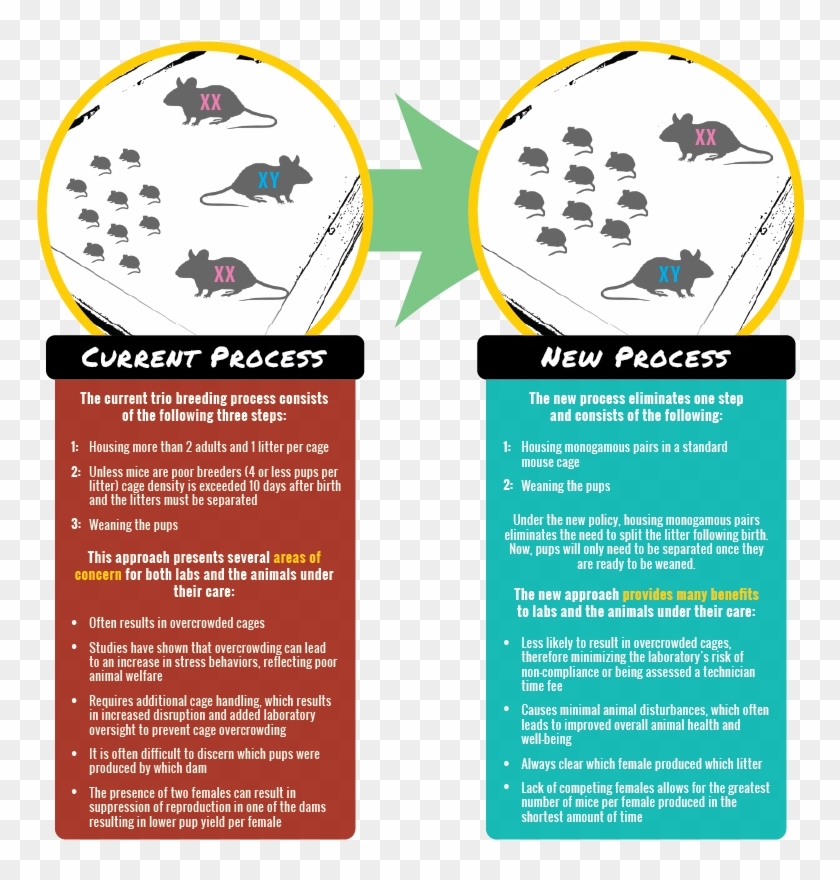 Graphic Detailing The Current And New Processes For - Pest Clipart