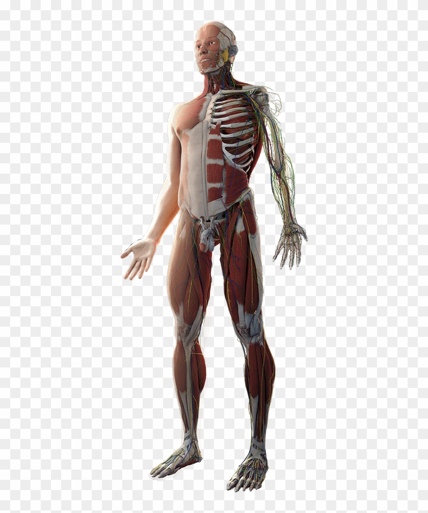 Body - Rib Clipart