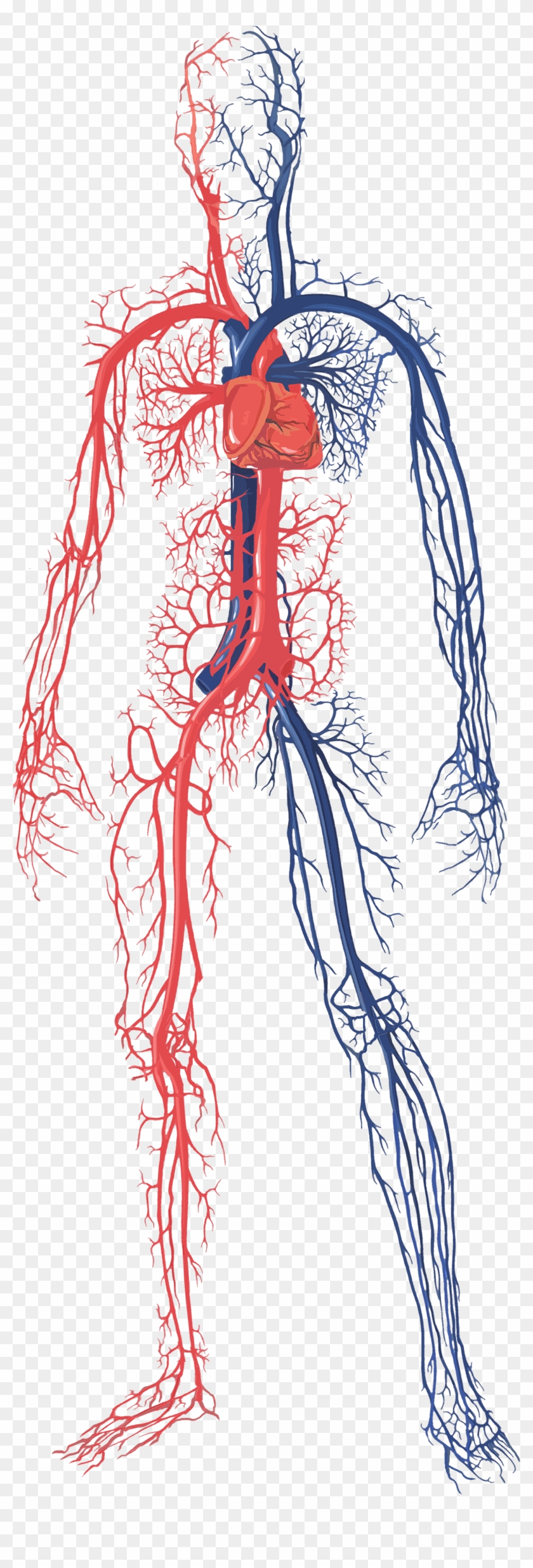 Female Circulatory System - Arteries And Veins Heart And Lungs Clipart #2406616
