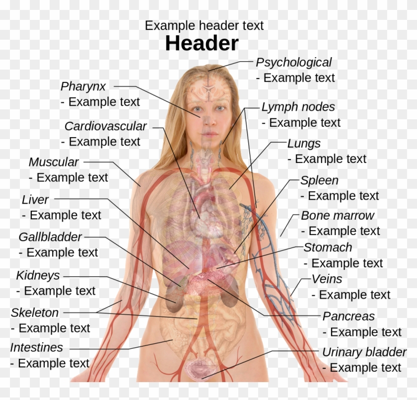 Anatomy Human Body Organs Female - Right Side Female Anatomy Organs Clipart