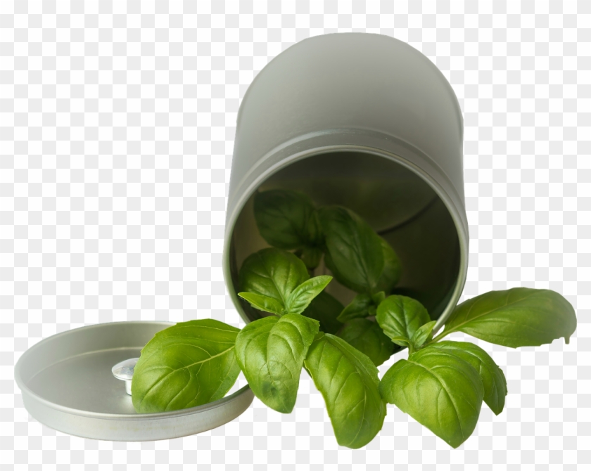 Basil Pot Garden Plant Png Image - Basil Clipart