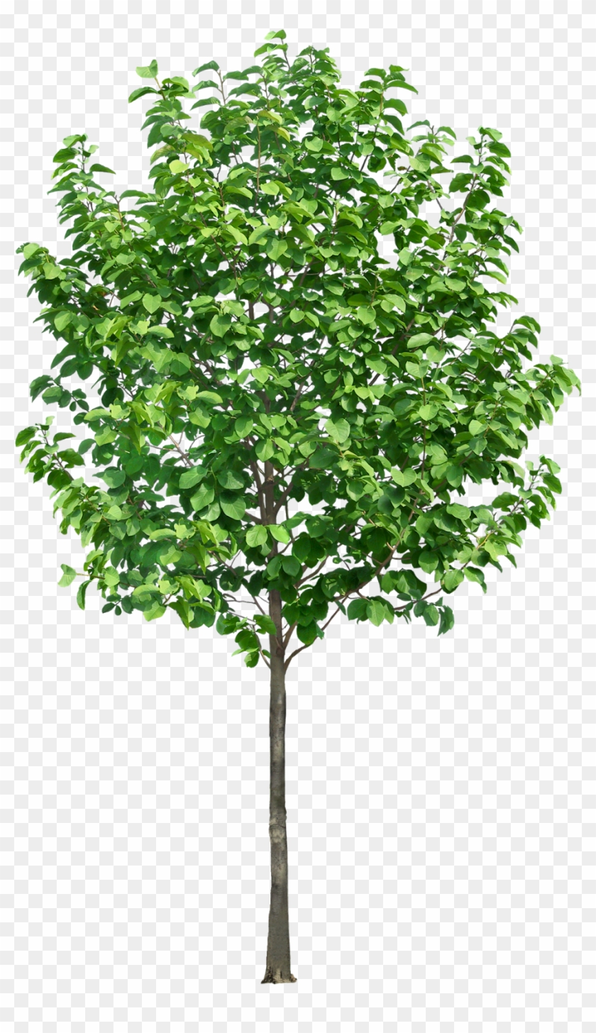 Pin By Ar - Trees In Section Png Clipart