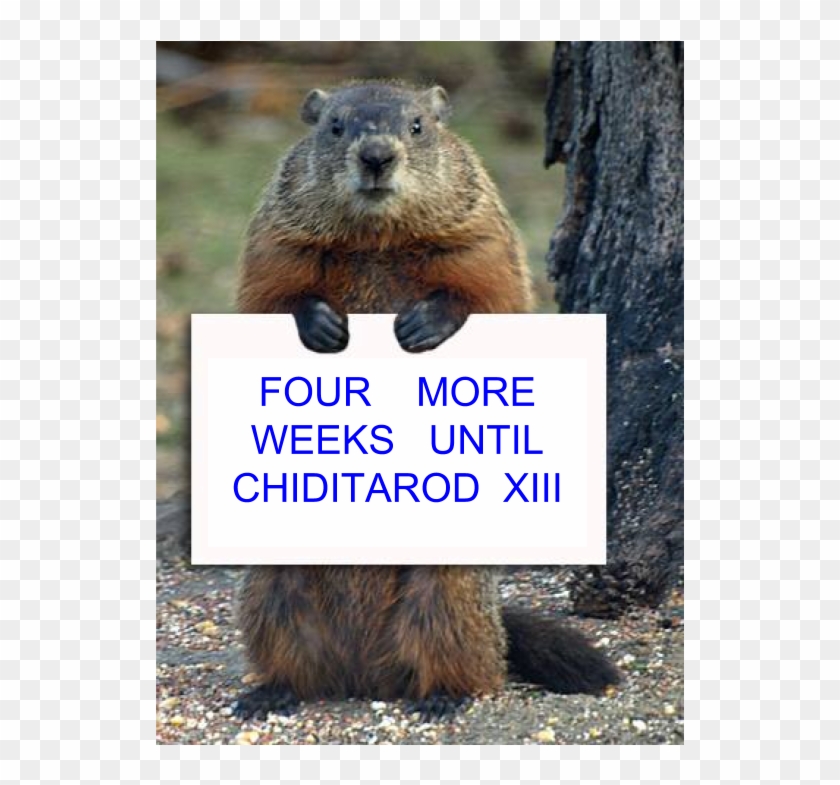 0 Replies 0 Retweets 3 Likes - Groundhog Day 2019 Meme Clipart