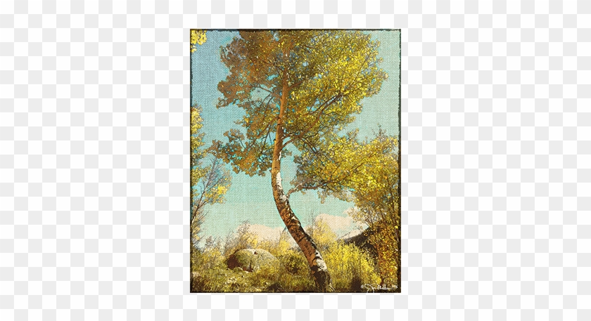 Aspen Tree Png - Birch Clipart #2409206