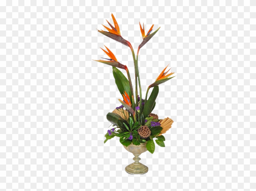 Bird Of Paradise Plant Png - Bird Of Paradise Clipart #2410951