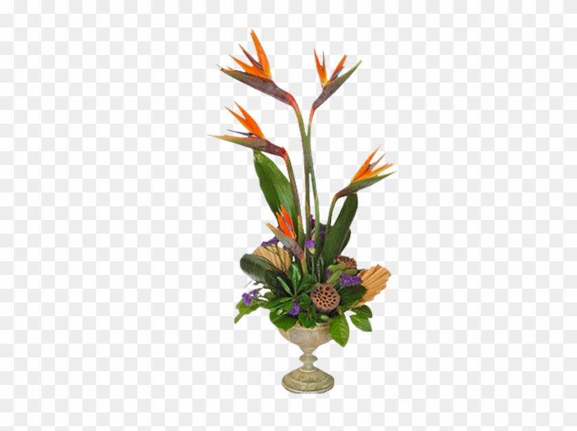 Bird Of Paradise Plant Png - Bird Of Paradise Clipart
