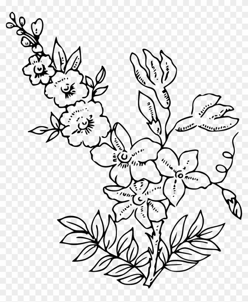 Flowers Plants White Blossoms Png Image - Black And White Flower Drawing Clipart #2410997