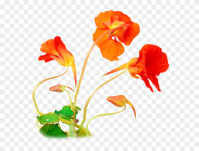 How Plants Grow Facts - Tropaeolum Majus Seed Clipart #2411106
