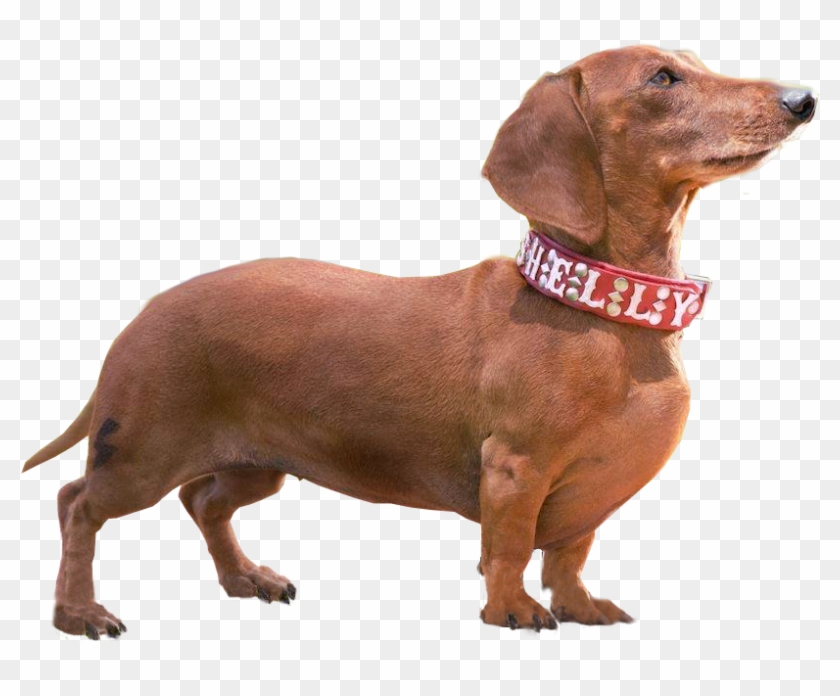 Dachshund Png - Dachshund Dog Png Clipart #2411927