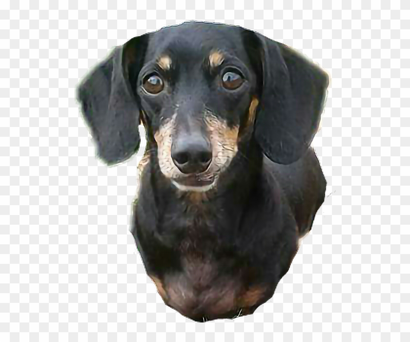 Dachshund Sticker - Dachshund Clipart