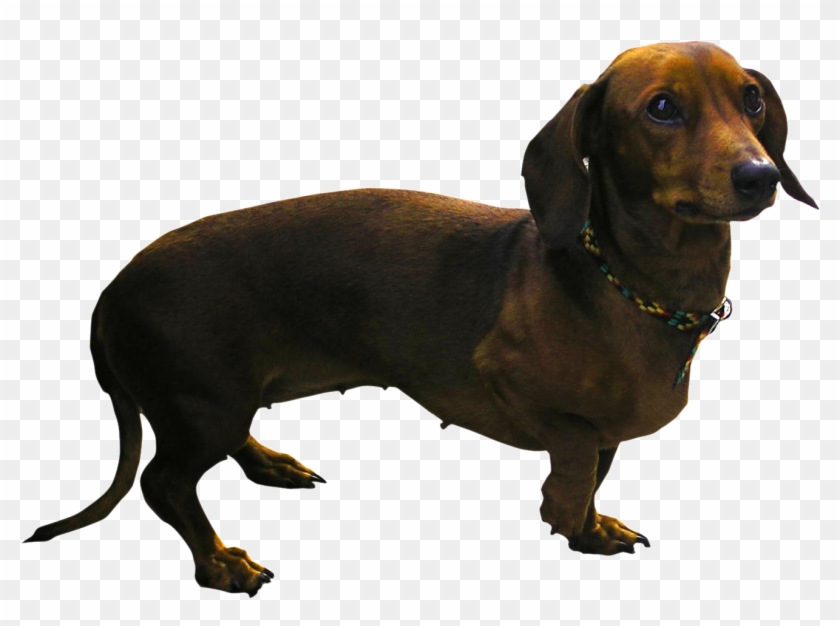 Dachshund Png - Dog With A Lot Of Legs Clipart #2412597
