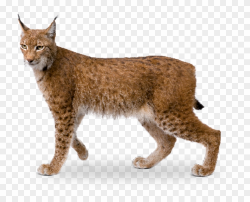 Eurasian Lynx - Eurasian Lynx Png Clipart