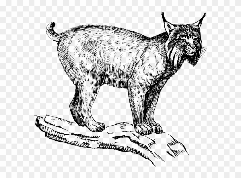 How To Set Use Lynx Svg Vector - Lynx Clipart Black And White - Png Download