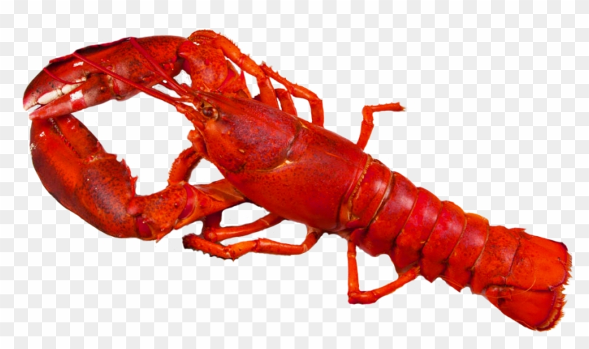 Portable Network Graphics , Png Download - Lobster Png Clipart