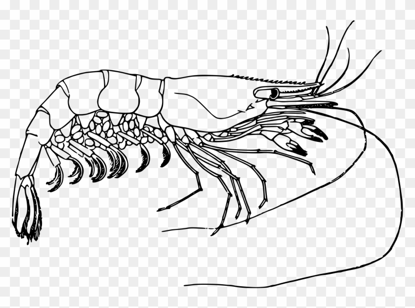 Crawfish Clipart Udang - Prawn Black And White - Png Download