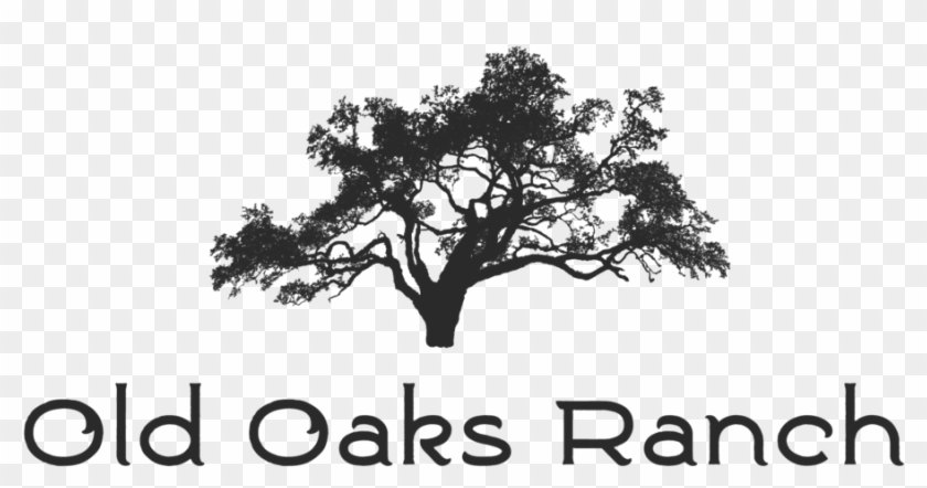 Old Tree Png Clipart #2416187