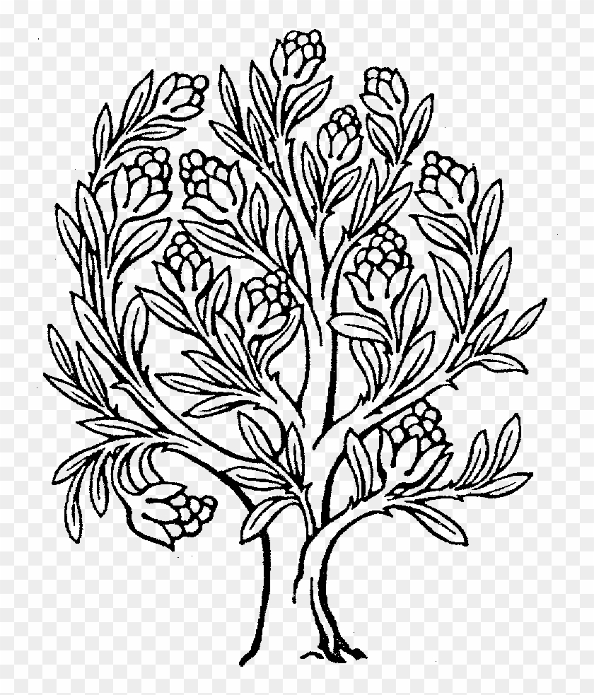 Drawing Of The Rubber Tree Clipart
