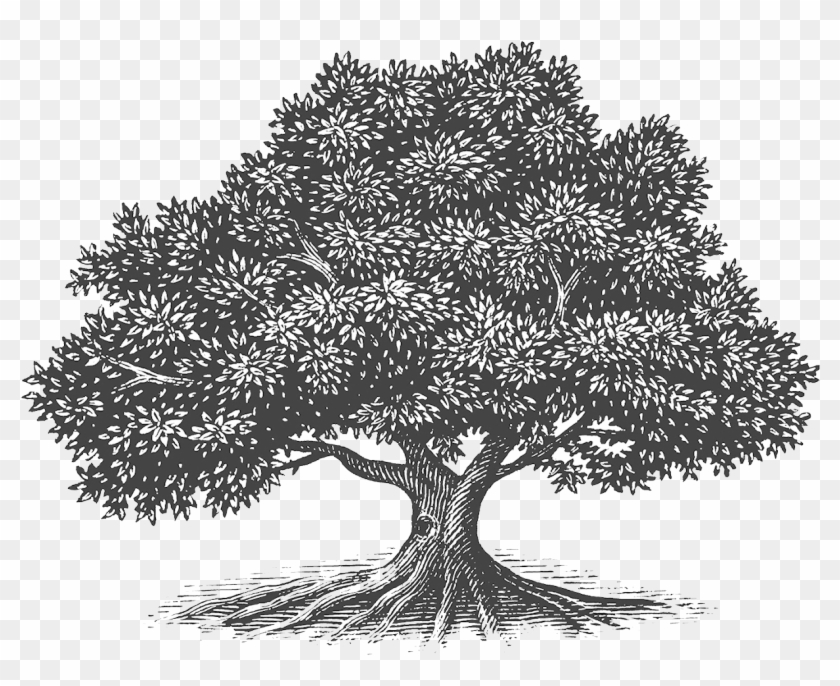 Arboles Hechos A Mano Dibujos Clipart