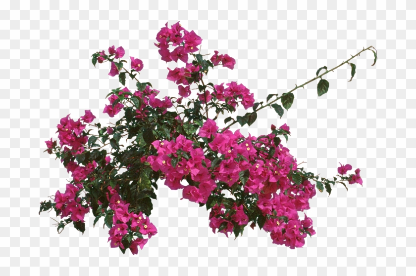 Bougainvillea, Outdoors Or As - Bougainvillea Clipart #2416408